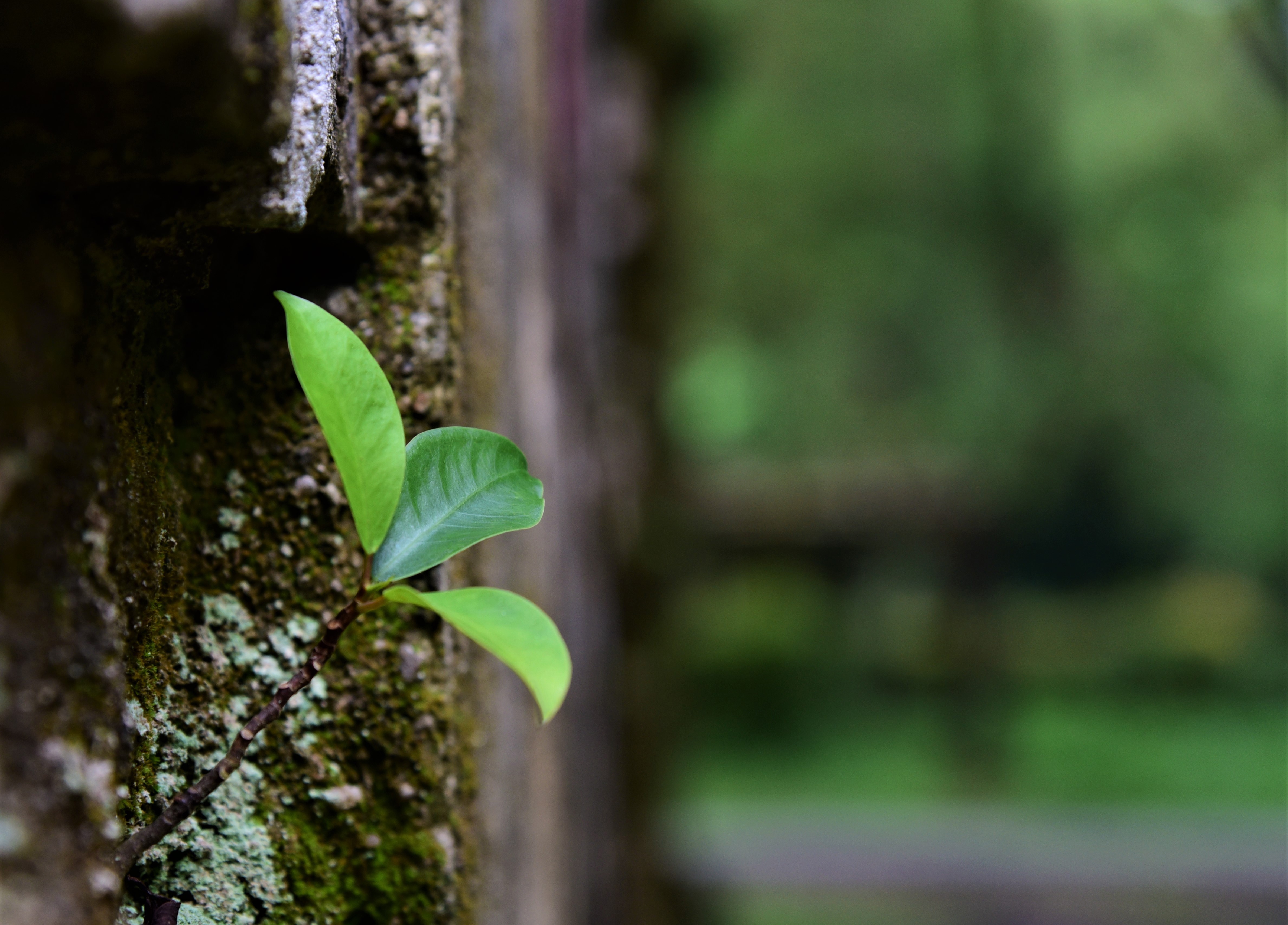 INVENTAIRE DE LA BIODIVERSITÉ COMMUNALE